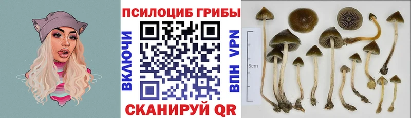 Псилоцибиновые грибы Cubensis  Петровск-Забайкальский 